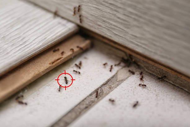 Pest Prevention Services in Lake St Louis, MO