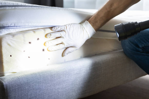 Best Best Pest Control Companies  in Lake St Louis, MO