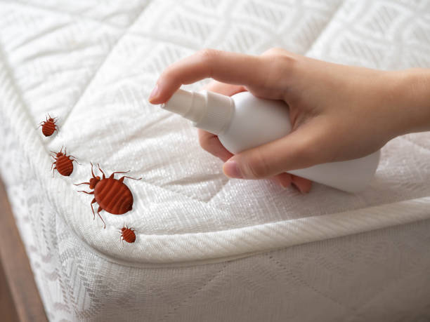 Reliable Lake St Louis, MO Pest Control Solutions